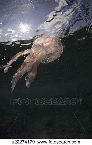 Purple Stinger Jellyfish (Pelagia notiluca). Sardinia, Italy, Mediterranean View Large Photo Image Stock Photo - Purple Stinger Jellyfish (Pelagia notiluca). Sardinia, Italy, Mediterranean. Fotosearch