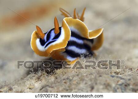 Pyjama Nudibranch (Chromodoris quadricolor), very colourful nudibranch with orange, black and blue markings, Red Sea, Egypt View Large Photo Image Stock Image - Pyjama Nudibranch (Chromodoris quadricolor), very colourful nudibranch with orange, black and blue markings, Red Sea, Egypt. Fotosearch