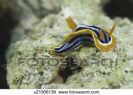 Stock Photo - Pyjama Nudibranch (Chromodoris quadricolor), very colourful nudibranch with orange, black and blue markings, Red Sea, Egypt. Fotosearch