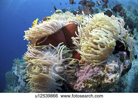 Red Sea Anemone (Heteractis magnifica), Anemonefish and Damselfish swimming around anemone, Red Sea, Egypt View Large Photo Image Stock Photograph - Red Sea Anemone (Heteractis magnifica), Anemonefish and Damselfish swimming around anemone, Red Sea, Egypt. Fotosearch
