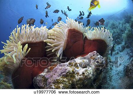 Stock Photograph -  Red Sea Anemone (Heteractis magnifica), Anemonefish and Damselfish swimming around anemone, Red Sea, Egypt. Fotosearch