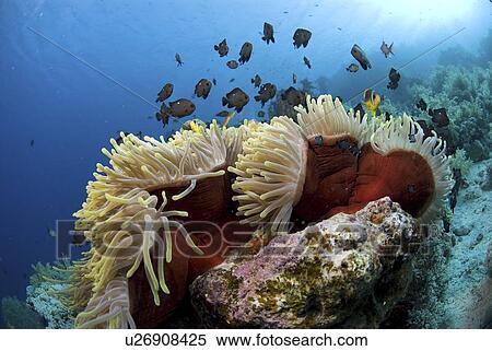 Stock Photography -  Red Sea Anemone (Heteractis magnifica), Anemonefish and Damselfish swimming around anemone, Red Sea, Egypt. Fotosearch