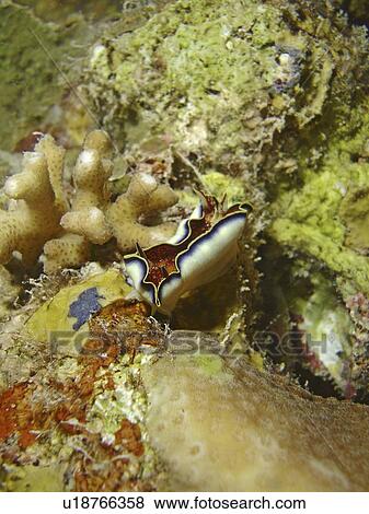 Red Sea chromodoris or Charlotta's chromodoris (Chromodoris Charlottae), shown here in the act of mantel flapping. Little is known of this species habits or biology. Marsa Shagra, Marsa Alaam, Red Sea, Egypt. View Large Photo Image Stock Photo - Red Sea chromodoris or Charlotta's chromodoris (Chromodoris Charlottae), shown here in the act of mantel flapping. Little is known of this species habits or biology. Marsa Shagra, Marsa Alaam, Red Sea, Egypt.. Fotosearch