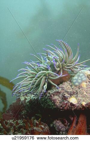 Stock Photograph - Snakelocks Anemone, (Anemonia viridis) Jersey, British Isles. Fotosearch