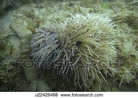 Stock Photo - Snakelocks Anemone (grey), Anemonia viridis, Jersey, British Isles. Fotosearch