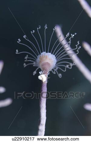Solitary Hydroid (Ralpharia gorgoniae) clear view of single hydroid polyp, Little Cayman Island, Cayman Islands, Caribbean View Large Photo Image Stock Photo - Solitary Hydroid (Ralpharia gorgoniae) clear view of single hydroid polyp, Little Cayman Island, Cayman Islands, Caribbean. Fotosearch