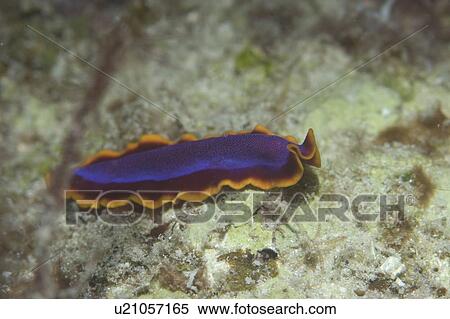 Unidentified flatworm (Pseudoceros spp. ) very colourful with orange and indigo colours over indistinct seabed, Sipadan, Mabul, Malaysia View Large Photo Image Stock Photography - Unidentified flatworm (Pseudoceros spp. ) very colourful with orange and indigo colours over indistinct seabed, Sipadan, Mabul, Malaysia. Fotosearch