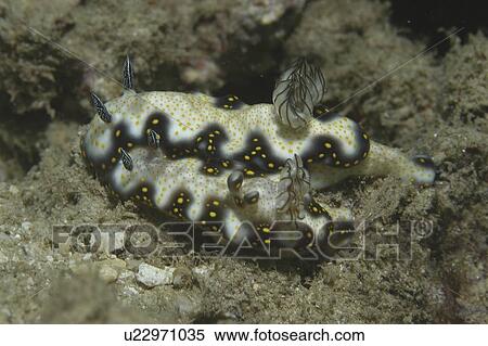 Unidentified very colourful nudibranch, two together with black sword and golden spots over white body, French Polynesia, southern Pacific Ocean View Large Photo Image Stock Photography - Unidentified very colourful nudibranch, two together with black sword and golden spots over white body, French Polynesia, southern Pacific Ocean. Fotosearch