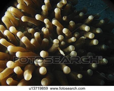 Stock Photo - unknown Anemone with a small suprise.. Fotosearch