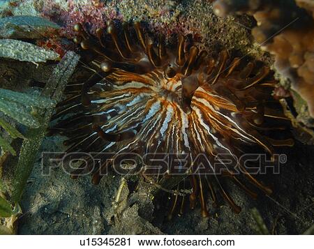 Stock Image - Very unusual find in Dahab, a Club-tipped Anemone (Isophelliidae telmatactis). Dahab. Egypt. Fotosearch