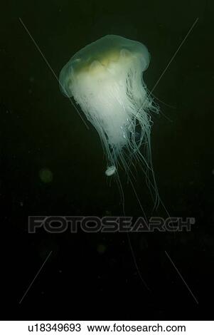 Stock Image - Whiting (Merlangius merlangius), Juvenile on Lions Mane Jellyfish, St Abbs, Scotland, UK. Fotosearch
