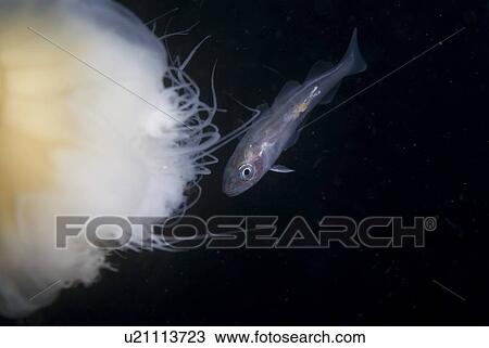 Whiting (Merlangius merlangius), Juvenile on Lions Mane Jellyfish, St Abbs, Scotland, UK View Large Photo Image Stock Image - Whiting (Merlangius merlangius), Juvenile on Lions Mane Jellyfish, St Abbs, Scotland, UK. Fotosearch