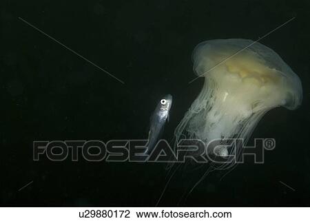 Whiting (Merlangius merlangius), Juvenile on Lions Mane Jellyfish, St Abbs, Scotland, UK View Large Photo Image Stock Image - Whiting (Merlangius merlangius), Juvenile on Lions Mane Jellyfish, St Abbs, Scotland, UK. Fotosearch