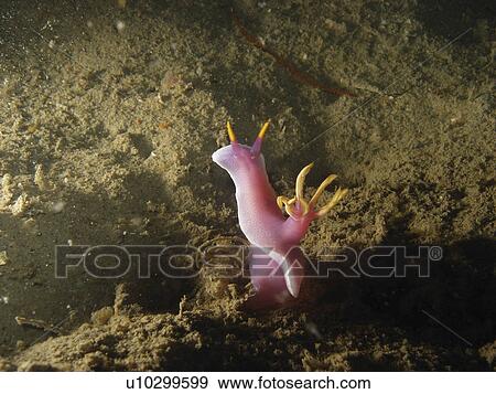 Stock Photo - Wonderful pink coloured Doris (Hypselodoris apolegma) on the sandy bottom. Sangat Island. Philippines. Taken 2007. Fotosearch