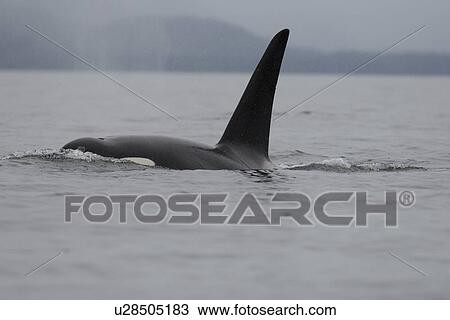 A pod of 6 Orcas (Orcinus orca) encountered off Sail Island and followed until McDonald Rocks in Frederick Sound, Southeast Alaska. The pod consisted of two adult males, two adult females, one possible juvenile male, and an undetermined smaller juvenile. View Large Photo Image Stock Image - A pod of 6 Orcas (Orcinus orca) encountered off Sail Island and followed until McDonald Rocks in Frederick Sound, Southeast Alaska. The pod consisted of two adult males, two adult females, one possible juvenile male, and an undetermined smaller juvenile. . Fotosearch