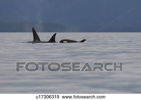 A pod of 6 Orcas (Orcinus orca) encountered off Sail Island and followed until McDonald Rocks in Frederick Sound, Southeast Alaska. The pod consisted of two adult males, two adult females, one possible juvenile male, and an undetermined smaller juvenile. View Large Photo Image Stock Photo - A pod of 6 Orcas (Orcinus orca) encountered off Sail Island and followed until McDonald Rocks in Frederick Sound, Southeast Alaska. The pod consisted of two adult males, two adult females, one possible juvenile male, and an undetermined smaller juvenile. . Fotosearch