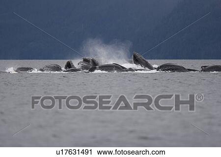 Adult humpback whales (Megaptera novaeangliae) cooperatively bubble-net feeding in Freshwater Bay on Chichagof Island in Southeast Alaska, USA. Pacific Ocean. This event lasted over three hours with as many as 16 whales and as few as 12 in any given bubbl View Large Photo Image Stock Image - Adult humpback whales (Megaptera novaeangliae) cooperatively bubble-net feeding in Freshwater Bay on Chichagof Island in Southeast Alaska, USA. Pacific Ocean. This event lasted over three hours with as many as 16 whales and as few as 12 in any given bubbl. Fotosearch