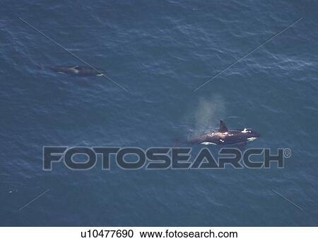 Aerial of Orca or Killer Whale (Orcinus orca). Gulf of Maine, USA. (rr) View Large Photo Image Stock Image - Aerial of Orca or Killer Whale (Orcinus orca). Gulf of Maine, USA. (rr). Fotosearch