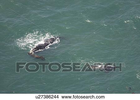 Picture - Aerial of Southern Right Whale (Eubalaena australis). Cape Peninsular, South Africa. Fotosearch
