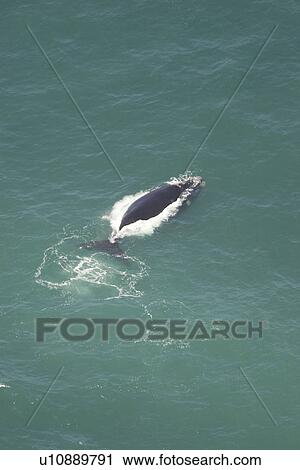 Stock Image - Aerial of Southern Right Whale (Eubalaena australis). Cape Peninsular, South Africa. Fotosearch