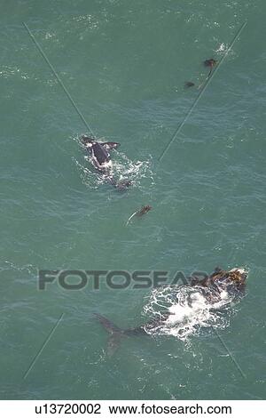 Stock Image - Aerial of Southern Right Whale (Eubalaena australis). Cape Peninsular, South Africa. Fotosearch