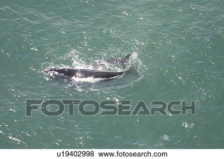 Aerial of Southern Right Whale (Eubalaena australis). Cape Peninsular, South Africa View Large Photo Image Stock Photo - Aerial of Southern Right Whale (Eubalaena australis). Cape Peninsular, South Africa. Fotosearch