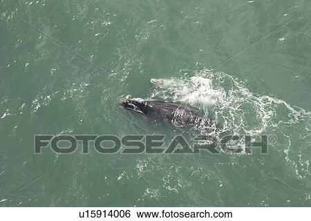 Aerial of Southern Right Whale (Eubalaena australis). Cape Peninsular, South Africa View Large Photo Image Stock Photograph - Aerial of Southern Right Whale (Eubalaena australis). Cape Peninsular, South Africa. Fotosearch