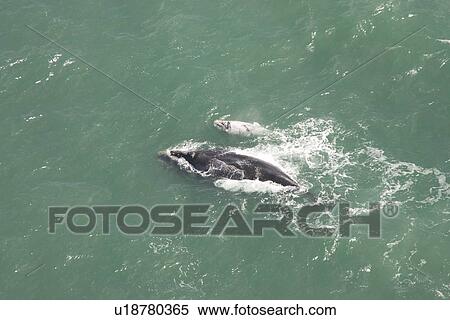 Stock Photography - Aerial of Southern Right Whale (Eubalaena australis). Cape Peninsular, South Africa. Fotosearch