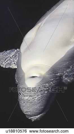 Stock Photograph - Beluga Whale (Delphinapterus leucas). Vancouver Aquarium, Vancouver BC, Canada. Fotosearch