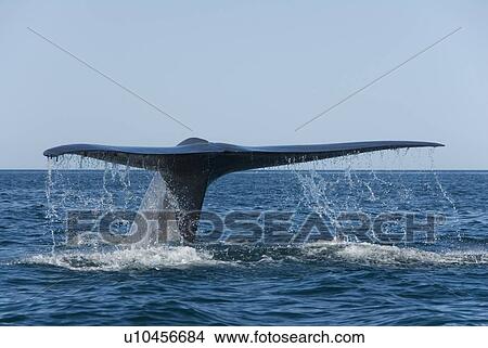 Picture - Blue whale (balaenoptera musculus). A blue whale tail. Gulf of California.. Fotosearch