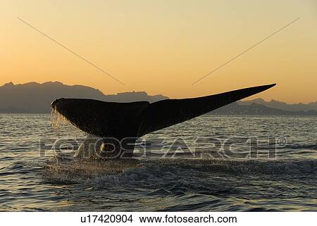 Blue whale (Balaenoptera musculus). A blue whale tail slides into the sea at sunset. Gulf of California. View Large Photo Image Picture - Blue whale (Balaenoptera musculus). A blue whale tail slides into the sea at sunset. Gulf of California.. Fotosearch