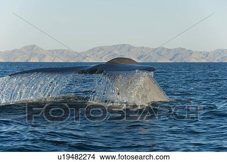 Picture - Blue whale (balaenoptera musculus). A blue whale tail. Gulf of California.. Fotosearch