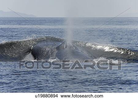 Picture - Blue whale (Balaenoptera musculus). A blue whale making good speed pushes water before it. Gulf of California.. Fotosearch