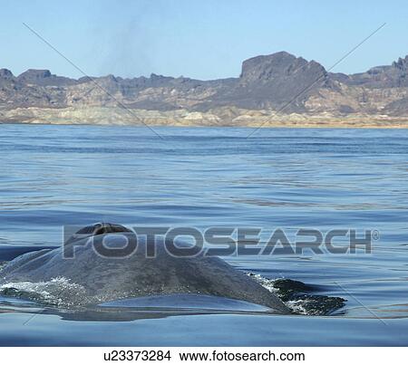 Blue whale (Balaenoptera musculus). A view down the back of a blue whale showing the typical colouration. Gulf of California. View Large Photo Image Picture - Blue whale (Balaenoptera musculus). A view down the back of a blue whale showing the typical colouration. Gulf of California.. Fotosearch