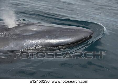 Stock Photograph - Blue whale (Balaenoptera musculus). A close up of the top of a blue whales head. On the front lip can be seen a small fish which live on the whale. Gulf of California.. Fotosearch