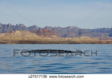 Stock Photograph - Blue whale (Balaenoptera musculus). A travelling blue whale passes down the spectacular coast. Gulf of California.. Fotosearch
