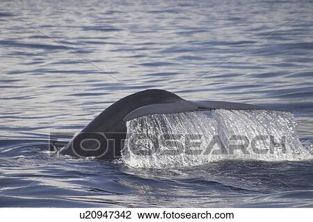 Blue Whale, Balaenoptera musculus, showing flukes off the Azores Islands View Large Photo Image Stock Image - Blue Whale, Balaenoptera musculus, showing flukes off the Azores Islands. Fotosearch