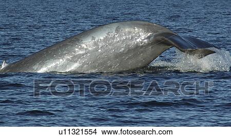 Blue whale (Balaenoptera musculus). The huge tail stock of a blue whale showing lots of round scars thought to be from cookie cutter sharks. The tiny dorsal fin is clealry visible to the left. Gulf of California. View Large Photo Image Picture - Blue whale (Balaenoptera musculus). The huge tail stock of a blue whale showing lots of round scars thought to be from cookie cutter sharks. The tiny dorsal fin is clealry visible to the left. Gulf of California.. Fotosearch