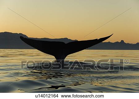 Blue whale (Balaenoptera musculus). The tail of a blue whale against an evening sky. Blue whale tails can be over 20ft across. Gulf of California. View Large Photo Image Picture - Blue whale (Balaenoptera musculus). The tail of a blue whale against an evening sky. Blue whale tails can be over 20ft across. Gulf of California.. Fotosearch