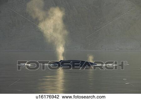 Blue whale (Balaenoptera musculus). The blows of two blue whales, an adult and a juvenile. Gulf of California. View Large Photo Image Stock Image - Blue whale (Balaenoptera musculus). The blows of two blue whales, an adult and a juvenile. Gulf of California.. Fotosearch