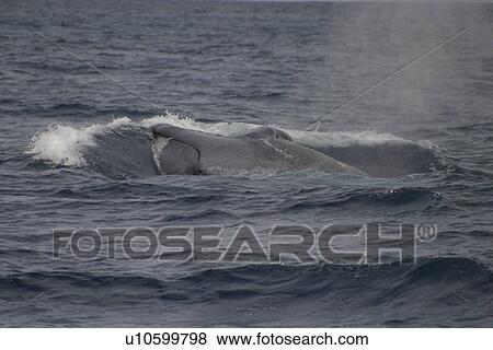 Stock Photo - Blue whale surfacing to breath (Balaenoptera musculus) Azores, Atlantic Ocean. Fotosearch