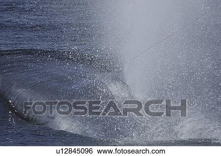 Close up of a blue whales massive blow (Balaenoptera musculus). H View Large Photo Image Stock Photograph - Close up of a blue whales massive blow (Balaenoptera musculus). H. Fotosearch