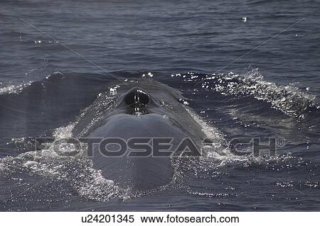 Stock Photography - Fin Whale, Balaenoptera physalus, showing blowhole and back off the Azores Islands. Fotosearch