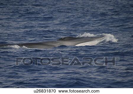 Stock Image - Fin whale surfacing (Balaenoptera physalus) Azores, Atlantic Ocean. Fotosearch