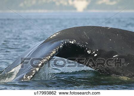 Fluking Humpbac whale (Megaptera novaeangliae) showing its wide tail stock with the powerful muscles leading to its flukes. St. Lawrence estuary, Canada View Large Photo Image Stock Image - Fluking Humpbac whale (Megaptera novaeangliae) showing its wide tail stock with the powerful muscles leading to its flukes. St. Lawrence estuary, Canada. Fotosearch