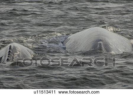 Stock Image - Gray whale (Eschrichtius robustus). A gray whale mother and calf. Mexico.. Fotosearch