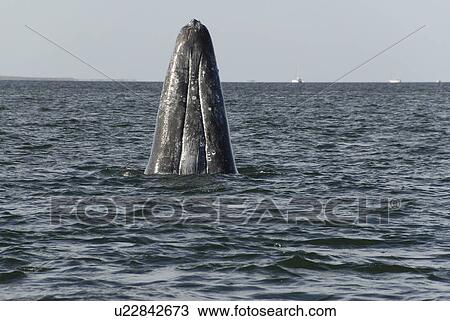 Gray whale (Eschrichtius robustus). A grey whale head rises vertically out of the water. Mexico. View Large Photo Image Stock Image - Gray whale (Eschrichtius robustus). A grey whale head rises vertically out of the water. Mexico.. Fotosearch