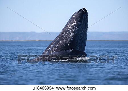 Grey whale (Eschrichtius robustus). Mother spy hopping with calf. Baja, California View Large Photo Image Picture - Grey whale (Eschrichtius robustus). Mother spy hopping with calf. Baja, California. Fotosearch