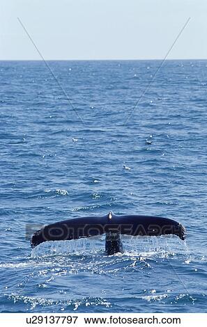 Humpback whale fluking up to dive (Megaptera novaeanglia), West of Iceland View Large Photo Image Stock Photo - Humpback whale fluking up to dive (Megaptera novaeanglia), West of Iceland. Fotosearch