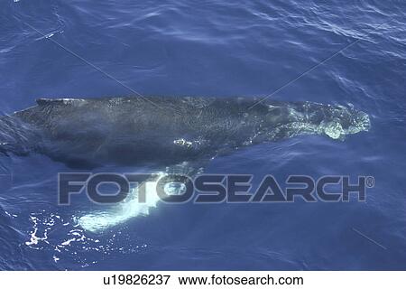 Stock Photo - Humpback whale (Megaptera novaeangliae) photographed through the surface of the water with long white pectoral fin clearly showing. Antarctic Peninsula . Fotosearch